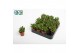 Crassula Moneymaker 