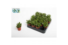 Crassula Moneymaker