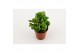 Crassula Moneymaker 