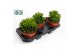 Crassula Horn Tree 