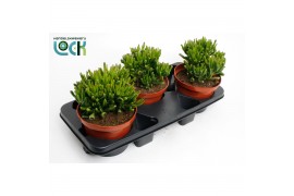 Crassula Horn Tree