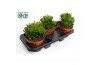 Crassula Horn Tree
