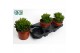 Crassula Horn Tree 