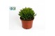 Crassula Horn Tree 