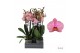 Phalaenopsis jupiter 3 tak - 65/70cm 