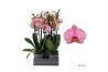Phalaenopsis jupiter 3 tak - 65/70cm