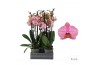 Phalaenopsis jupiter 3 tak - 55/60cm