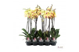 Phalaenopsis geel A2 - 2 tak - 65/70cm
