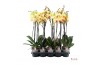 Phalaenopsis geel A2 - 2 tak - 65/70cm