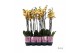 Phalaenopsis geel A2 - 2 tak - 65/70cm 