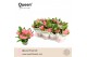 Euphorbia milii charlotte Euphorbia Tiara Charlotte Roze P12 Queen 5 b 