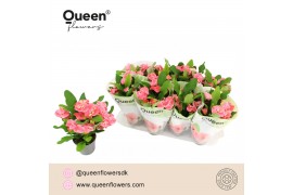 Euphorbia milii charlotte Euphorbia Tiara Charlotte Roze P12 Queen 5 b