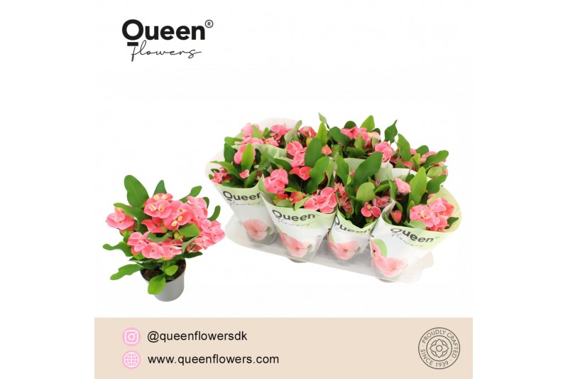 Euphorbia milii charlotte Euphorbia Tiara Charlotte Roze P12 Queen 5 b Euphorbia milii charlotte Euphorbia Tiara Charlotte Roze P12 Queen 5 b