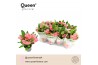 Euphorbia milii charlotte Euphorbia Tiara Charlotte Roze P12 Queen 5 b