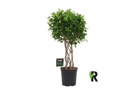 Ficus microcarpa moclame gevlochten cilinder