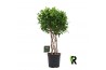 Ficus microcarpa moclame gevlochten cilinder