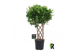 Ficus microcarpa moclame gevlochten mat