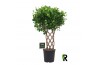 Ficus microcarpa moclame gevlochten mat