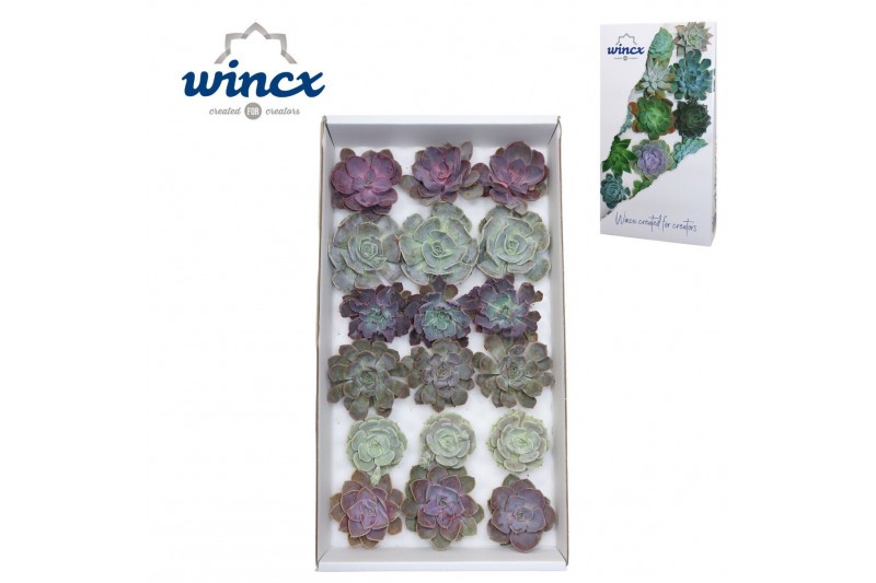 Echeveria snij Love Mix (wincx) Cutfl (6spcs.) 999 