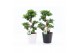 Ficus microcarpa ginseng s-type in zwart-wit keramiek 