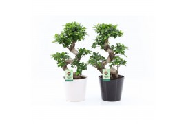 Ficus microcarpa ginseng s-type in zwart-wit keramiek