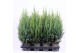 Juniperus chinensis stricta 