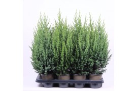 Juniperus chinensis stricta