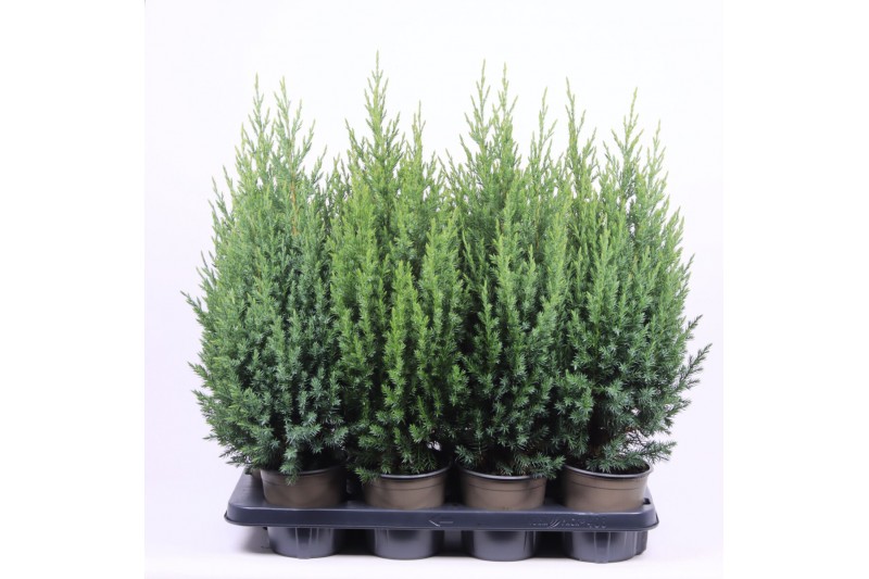 Juniperus chinensis stricta 