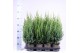 Juniperus chinensis stricta 