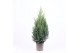 Juniperus chinensis stricta 