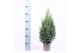 Juniperus chinensis stricta 