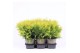Thuja occ. golden globe 