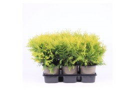 Thuja occ. golden globe