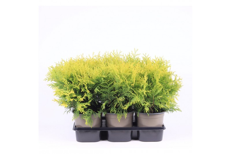Thuja occ. golden globe 