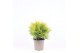 Thuja occ. golden globe 