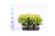 Thuja occ. golden globe 