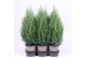 Juniperus chinensis stricta 