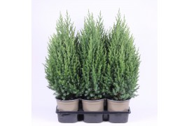 Juniperus chinensis stricta