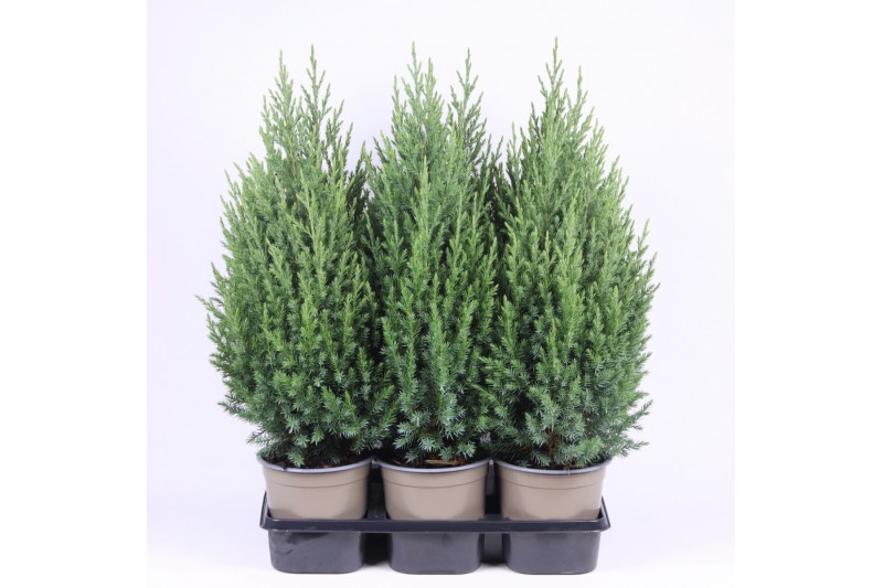 Juniperus chinensis stricta 