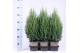 Juniperus chinensis stricta 