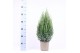 Juniperus chinensis stricta 