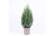 Juniperus chinensis stricta 