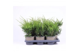 Juniperus x pfitzeriana mint julep