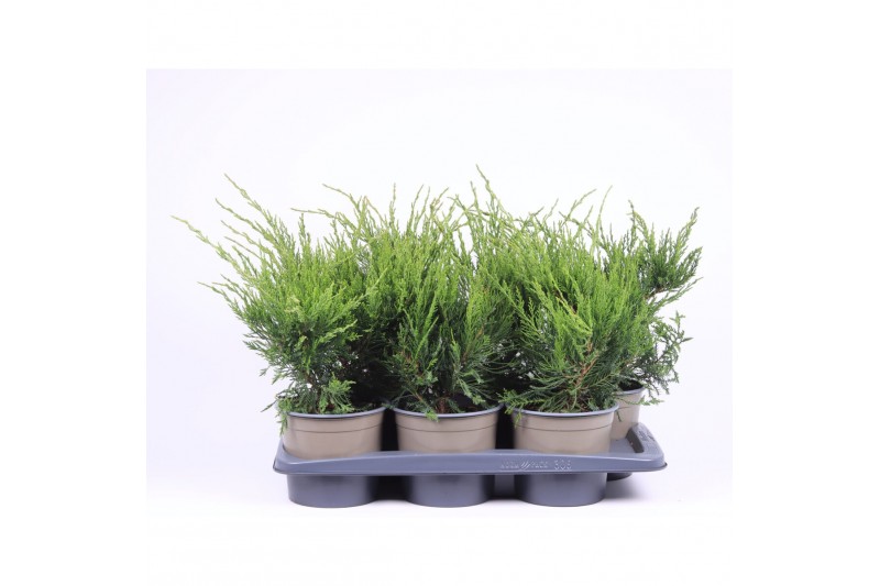 Juniperus x pfitzeriana mint julep 