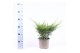 Juniperus x pfitzeriana mint julep 