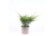 Juniperus x pfitzeriana mint julep 