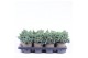 Juniperus squamata blue star 