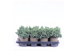 Juniperus squamata blue star