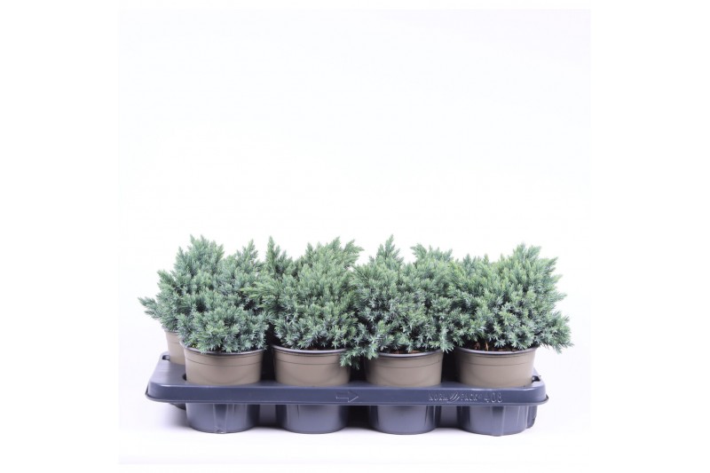 Juniperus squamata blue star 