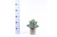 Juniperus squamata blue star 